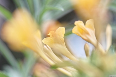 黄色い花 黄色い花