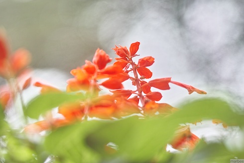 サルビア サルビア