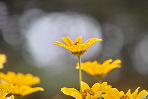 黄色い花 黄色い花