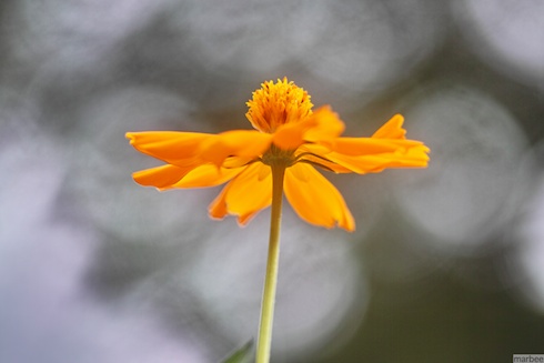 オレンジ色の花 オレンジ色の花