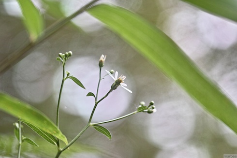小さな花 小さな花