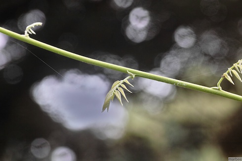 小さな葉 小さな葉