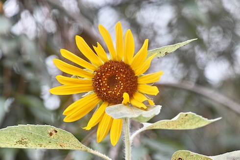 ひまわり ひまわり