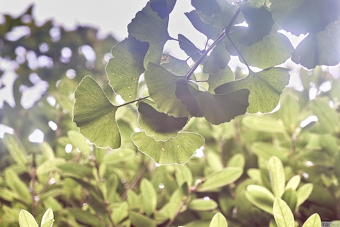 木漏れ日 木漏れ日