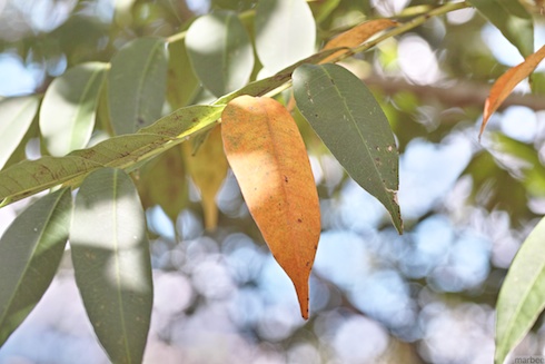 小さな秋 小さな秋