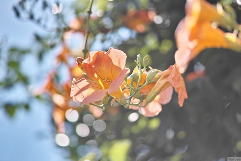 オレンジ色の花 オレンジ色の花