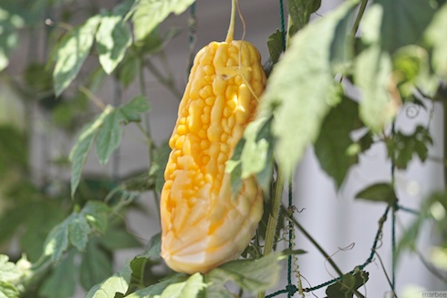 ゴーヤ? ゴーヤ?