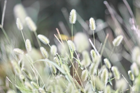 猫じゃらし 猫じゃらし