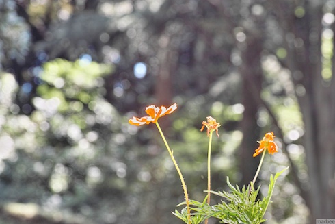 キバナコスモス? キバナコスモス?