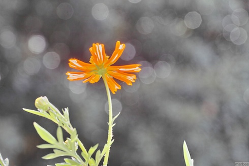 キバナコスモス? キバナコスモス?