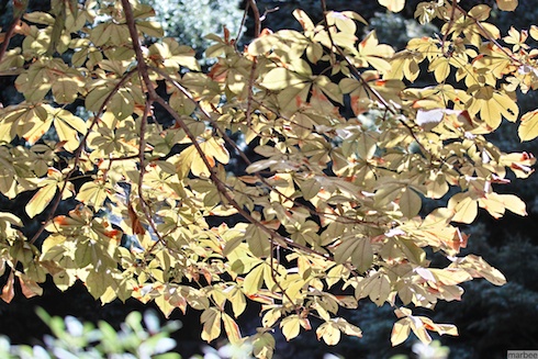 色づき始めた葉 色づき始めた葉