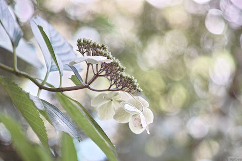 ガクアジサイ ガクアジサイ