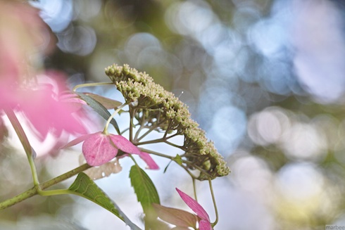 ガクアジサイ ガクアジサイ