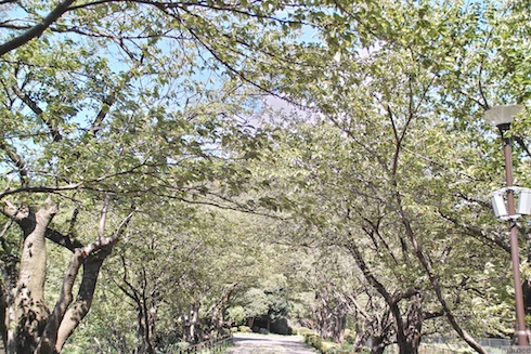 葉桜のトンネル 葉桜のトンネル