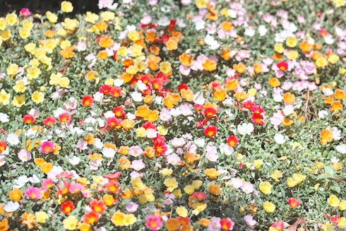 小さな花畑 小さな花畑