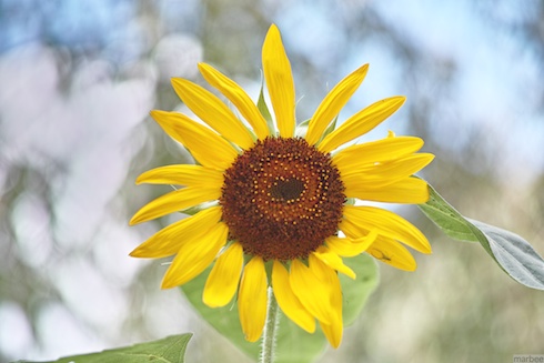 ひまわり ひまわり