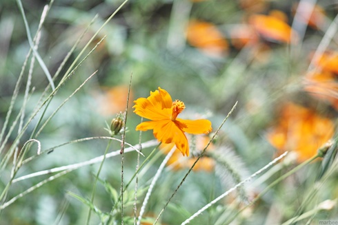 キバナコスモス? キバナコスモス?