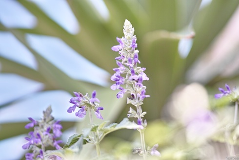 ラベンダー ラベンダー