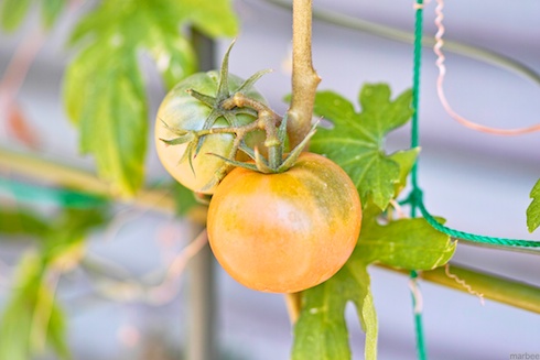 ミニトマト ミニトマト