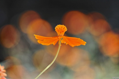 キバナコスモス キバナコスモス