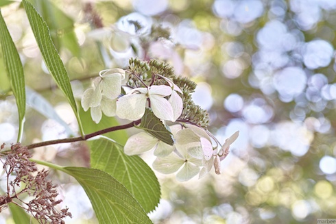 ガクアジサイ ガクアジサイ