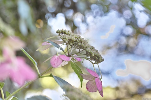 ガクアジサイ ガクアジサイ