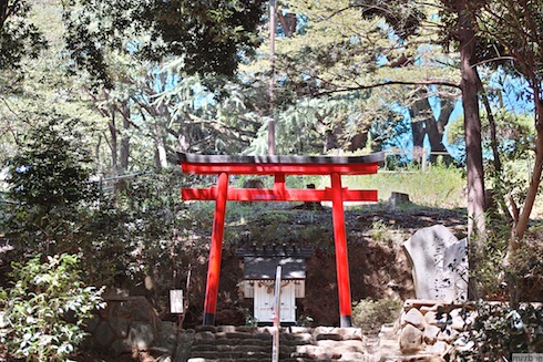 鳥居と葉桜 鳥居と葉桜