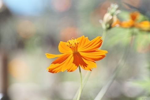 キバナコスモス キバナコスモス