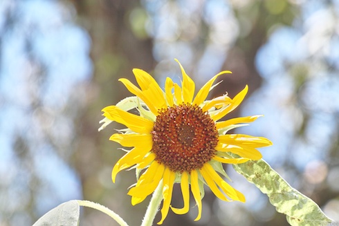 ひまわり ひまわり