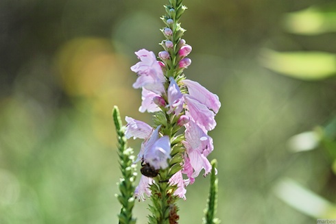 ピンク色の花 ピンク色の花