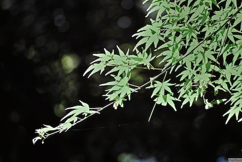 夏の紅葉 夏の紅葉