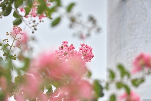 ピンク色の花 ピンク色の花