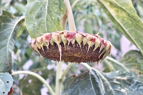 萎れた向日葵 萎れた向日葵