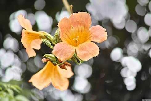 オレンジ色の花 オレンジ色の花