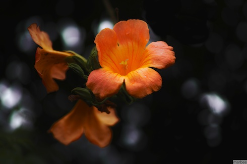 オレンジ色の花