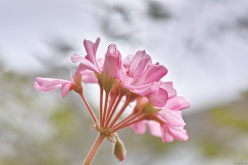 ピンク色の花 ピンク色の花