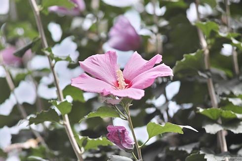 ピンク色のムクゲ ピンク色のムクゲ