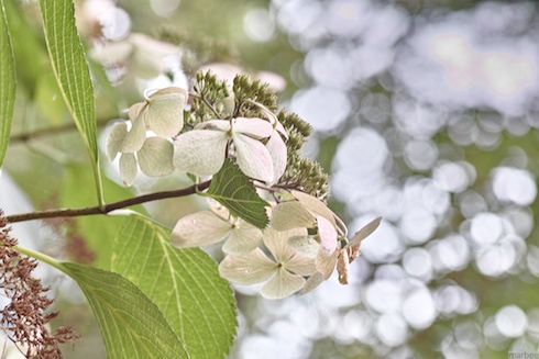 額紫陽花 額紫陽花