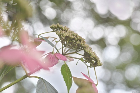 額紫陽花 額紫陽花