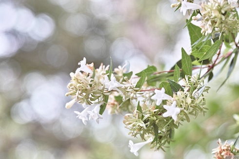額紫陽花 額紫陽花