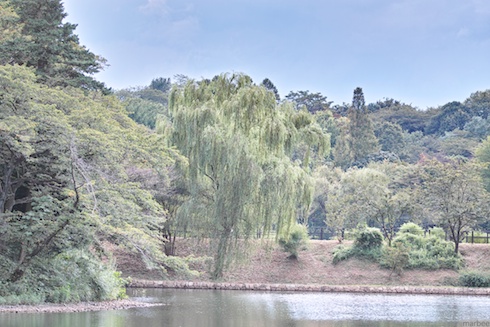 池と葉桜 池と葉桜