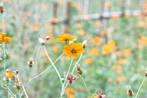 キバナコスモス キバナコスモス