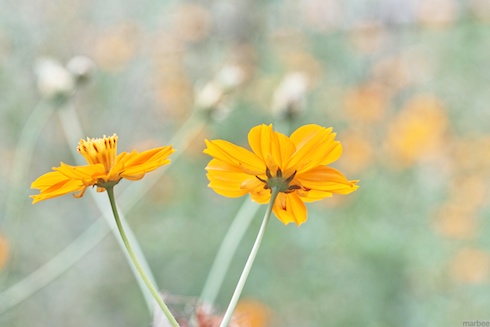 キバナコスモス キバナコスモス