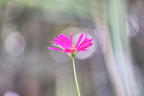 コスモス コスモス