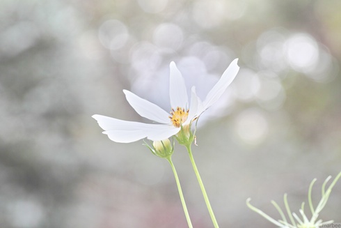 コスモス コスモス