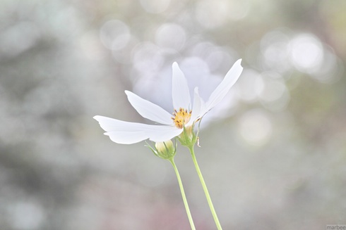 白いコスモス(ハイキーバージョン) 白いコスモス(ハイキーバージョン)