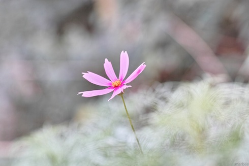 コスモス コスモス