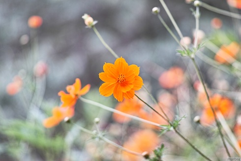 キバナコスモス キバナコスモス