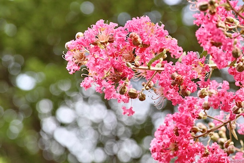ピンク色の花 ピンク色の花