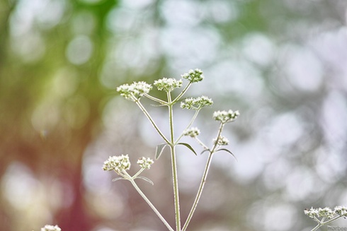 小さな花 小さな花